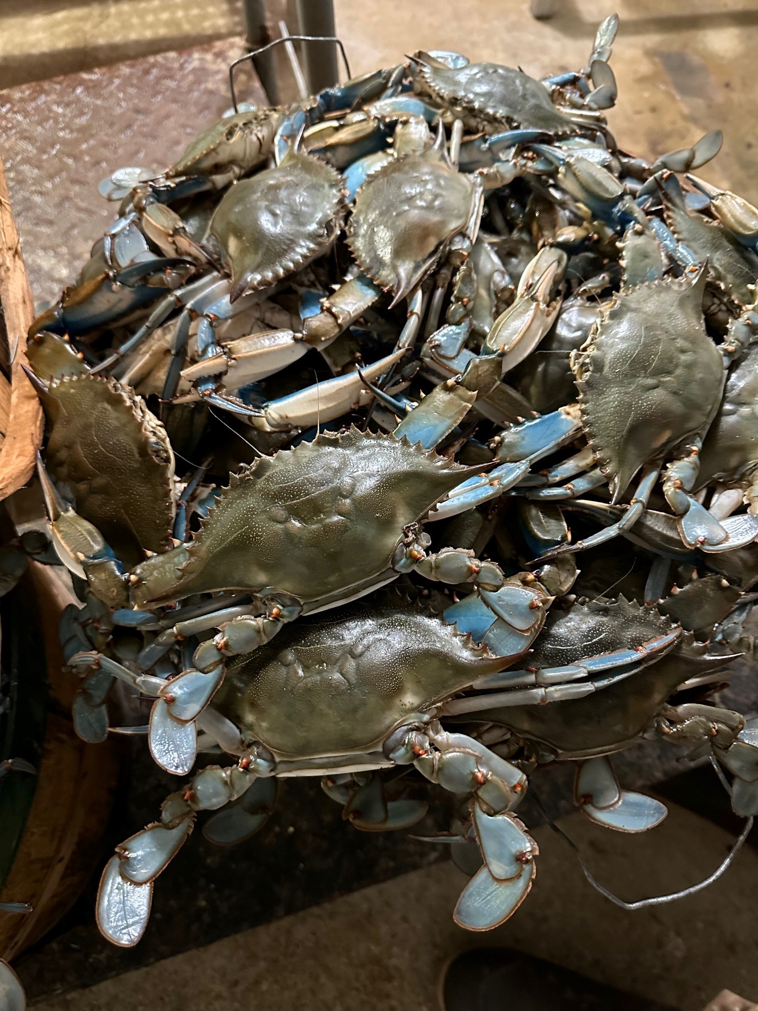 Blue Crab Forum - 0olse5p